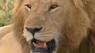 Hunting Trophy Lions in Africa  Lion Out of Africa  BBC Studios [upl. by Ennoval726]