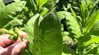 Growing tobacco harvest and drying [upl. by Norrag]