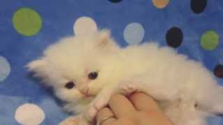 Custard  Teacup Blue Eyed White Persian Kitten for Sale from Daphnes Dolls Cattery [upl. by Lamhaj744]