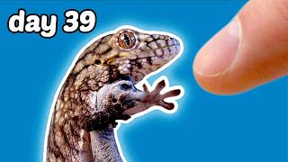 Making Friends with a Baby Lizard in 39 Days [upl. by Geffner]