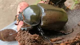 Female Hercules Beetle Closeup [upl. by Ojillek]