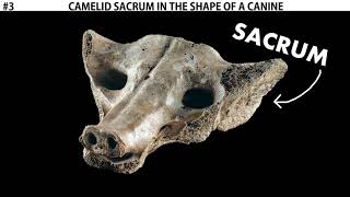 Camelid Sacrum in the Shape of a Canine [upl. by Eignav]