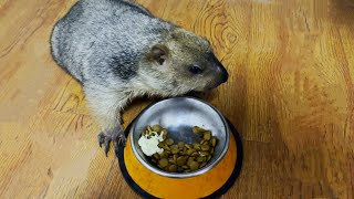 Pet Marmot Baby Enjoy His Nutritious Dry Food 🐾🍽️ [upl. by Arihk482]