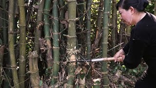 Rural House Repair  Collect bamboo amp Assembling bamboo house  Lê Thị Dung [upl. by Ries]