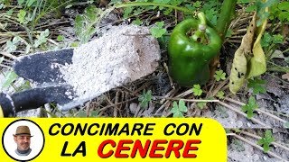 CONCIMARE CON LA CENERE [upl. by Nady]