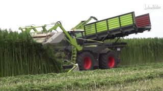 CLAAS 4000 Xerion Hennep oogst machine Harvesting hemp  cannabis [upl. by Ahsuatan]