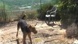 Airedale Terrier  Water Play [upl. by Hallvard]