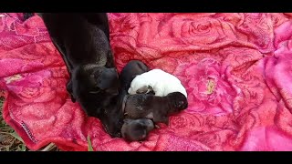 Mother Dog Bite Her Little Babies Little Puppies Crying Loudly Pity Babies Dog [upl. by Rotsen]