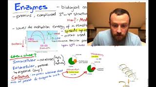 GCSE Biology  What are Enzymes [upl. by Karin727]