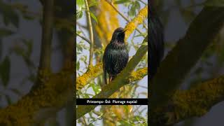 LE CHANT DE LÉTOURNEAU SANSONNET  STARLING SINGING [upl. by Tonkin]