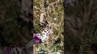 Melanargia lachesis medioluto ibérica [upl. by Brien57]