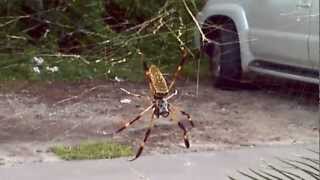 Nephila clavipes the banana spider [upl. by Arriaes]