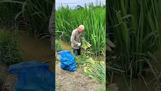 Water Bamboo Harvest satisfying agriculture [upl. by Shurlock]