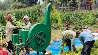 সাইলেজ বানানোর আধুনিক পদ্ধতি  Modern Method of Making Bhutra Silage [upl. by Udall]