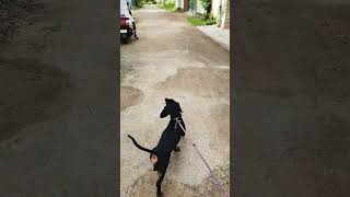 Daschhund puppy pet video malayalam  dog malayalam  shorts [upl. by Germano]