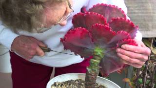 How to Behead and Propagate Ruffled Echeverias [upl. by Vladamir337]