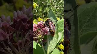 Ско́лія  гігант  Megascolia maculata  на квітах ваточника у Дніпрі ЧКУ insects nature [upl. by Noskcire358]