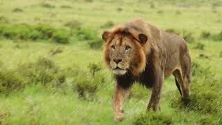 Dominant Male Lion Hunting Zebra Maasai Mara [upl. by Keiryt843]