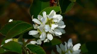 Erlenblättrige Felsenbirne Amelanchier alnifolia Die schönsten Gärten Blüte im Frühling Flowering [upl. by Ystap]