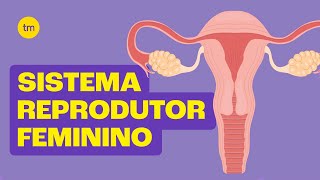 Sistema Reprodutor Feminino  Resumo Toda Matéria [upl. by Joshuah900]