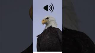 Bald Eagle Sound effects [upl. by Adnilak58]