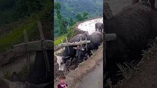 cow nature animalsfarmingnepalisong newsongnepali mountains shortvideo songpaddyfields [upl. by Britney]