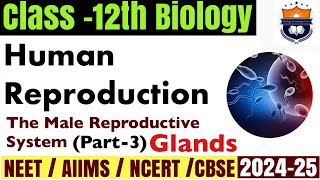 Male accessory glands  Male Reproductive System part3  Human Reproduction  Class12 Biology NEET [upl. by Laveen]