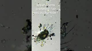 Les acariens préfèrent lair sec ou humique   Créatures microscopiques [upl. by Avitzur136]