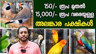 150 രൂപ മുതൽ 15000 രൂപ വരെയുള്ള കിളികൾ  From finches to conure breeding pairs  Low Cost Birds [upl. by Cato]