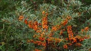 ⟹ SEABERRY  Hippophae Rhamnoides  A LOOK AT THE SEA BUCKTHORN [upl. by Onaivlis119]