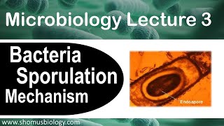 Microbiology lecture 3  Sporulation of bacteria How endospore forms [upl. by Buatti]