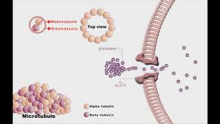 Anthelminthic drugs animation Mebendazole and Albendazole [upl. by Lizbeth]