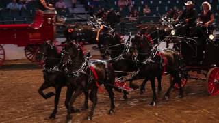 2017 Calgary Stampede Heavy Horse Show  Percheron Four Horse Hitch [upl. by Shoshana]