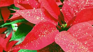 Comment entretenir un poinsettia [upl. by Abbe]