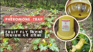 Pheromone Trap को प्रयोग गरि Fruit Fly किराको नियन्त्रण गर्ने तरिका [upl. by Irved458]