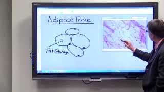 Adipose Tissue [upl. by Feerahs]