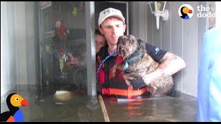 Animals Left Behind In Hurricane Harvey RESCUED by Heroes  The Dodo [upl. by Adnilrev]