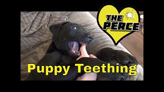 black Labrador Puppy Teething  so cute [upl. by Isteb]