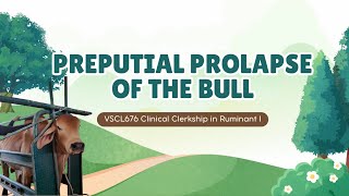 Preputial prolapse of the bull Student case Gr 32024 [upl. by Jaella642]