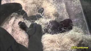 Mama Gorilla Shows Off Baby [upl. by Sianna]