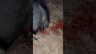 BEAST BROADHEAD VS CAPE BUFFALO 🤯😳 beastbroadheads 2024broadheads [upl. by Latia402]