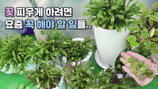 9월 게발선인장과 가재발선인장 재베 차이 꽃 피우기 위한 꿀팁가을 Rhipsalidopsis Schlumbergera truncata [upl. by Mandle]