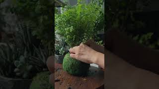 diy tutorial Maidenhair ferns and fittonia planted in preserved moss ball indoorgarden [upl. by Ibob]