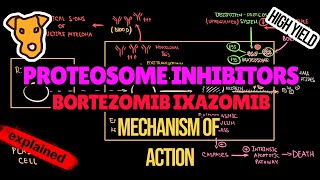 PROTEOSOME INHIBITORS Mechanism of Action Pharmacology Bortezomib Ixazomib Myeloma treatment [upl. by Anelrahs]