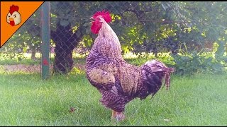 Rooster Crowing Compilation Duet Plus  Rooster Sounds Effect Alarm  Chicken Sounds [upl. by Rahman]