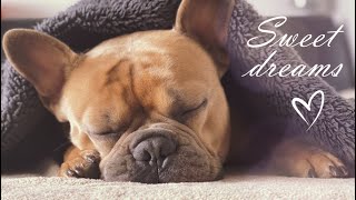 French Bulldog Sleeping And Snoring Sound Effect [upl. by Dyane572]