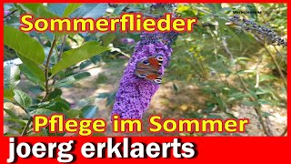 Schmetterlingsflieder im Sommer pflegen Sommerflieder ausputzen DIY Tutorial [upl. by Astra]