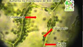 Ciclose da Elodea [upl. by Ultann]