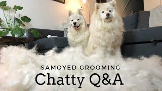 Chatty Samoyed QampA While Grooming [upl. by Yhtac782]