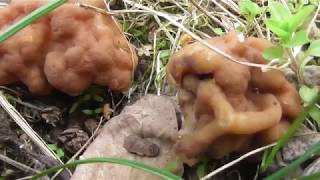 Although potentially fatal if eaten raw Gyromitra esculenta wild mushroom [upl. by Pollerd149]